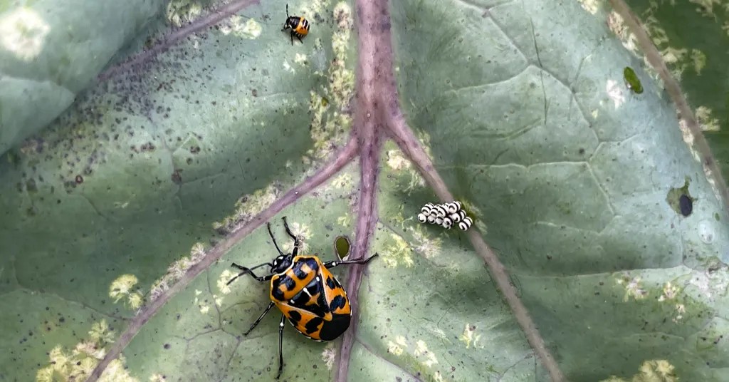 Adult Harlequin Bug, Nymph, and eggs on a cabbage leaf.