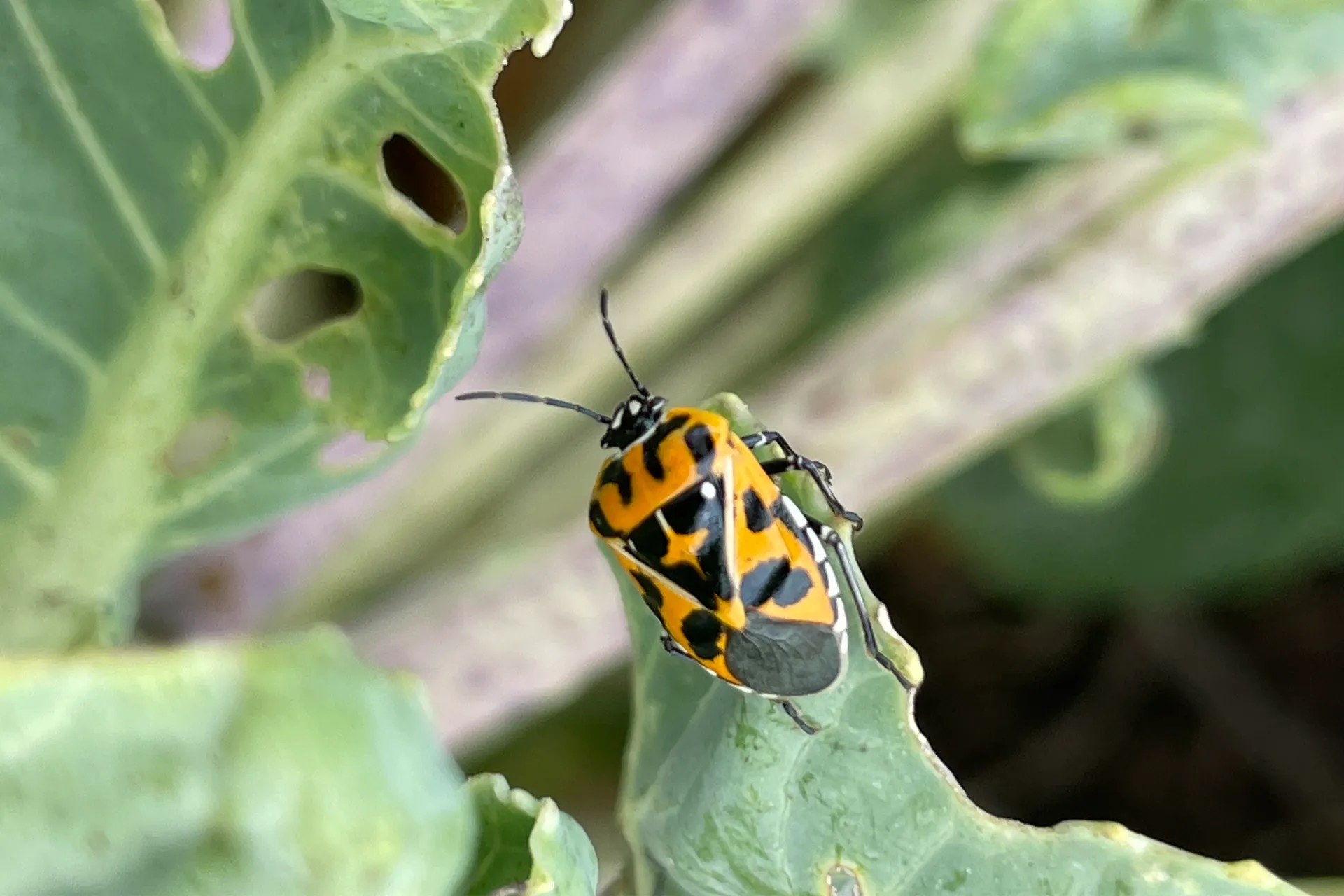 Harlequin Bug Adult on a cabbage leaf.
