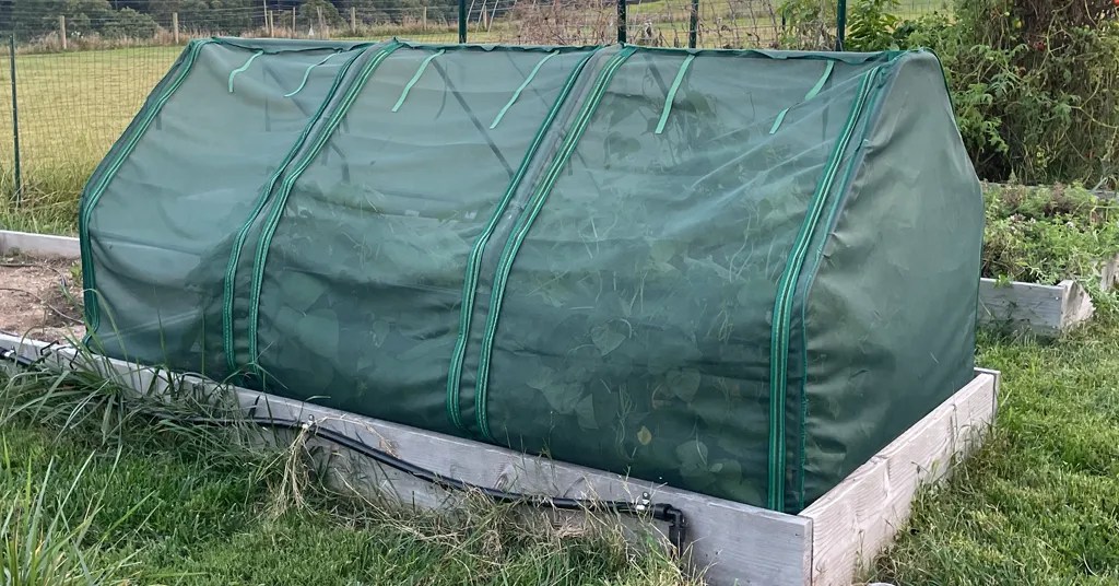 Vented shade tent to protect green beans from summer heat.