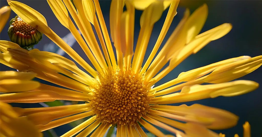 Close up image of a Yellow Quill Chrysanthemum.