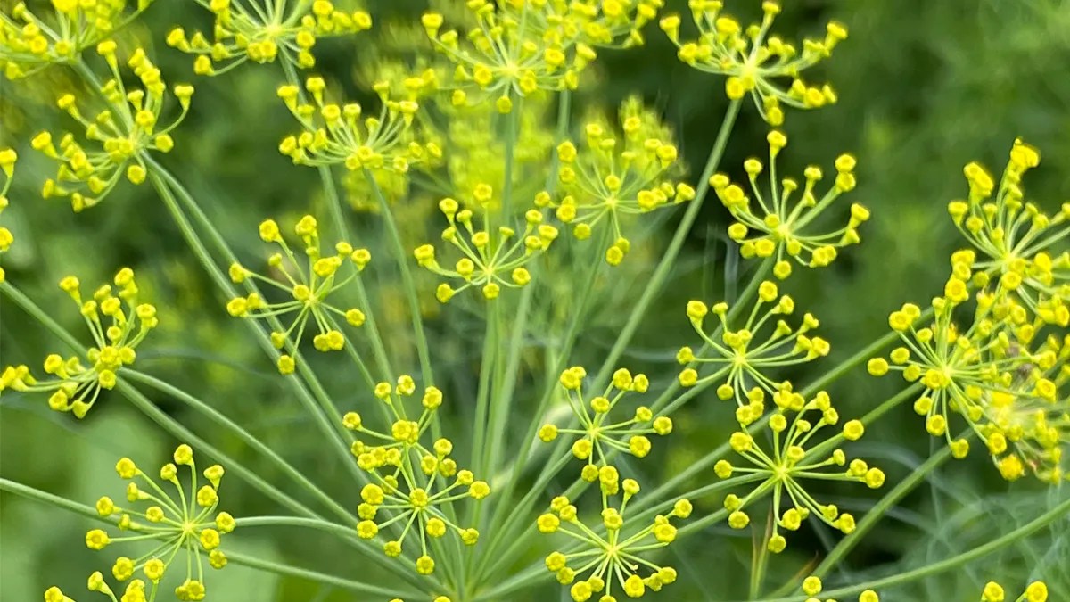 Dill plants