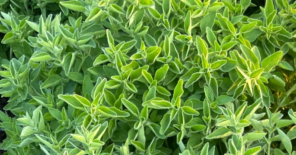 oregano plants