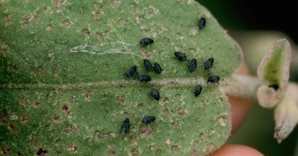 Flea Beetles on the bottom of an eggplant leaf.
