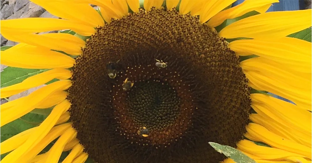Mammoth Sunflower Seed Head with bright yellow leaves. There are 4 bees on the flower collecting pollen.