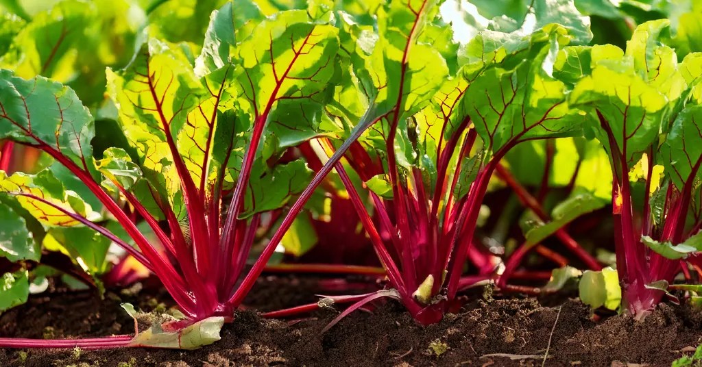 Young beet plants with vibrant red stems and leafy green tops sprouting in garden soil, capturing the early stages of growing beets from seed in a home garden.