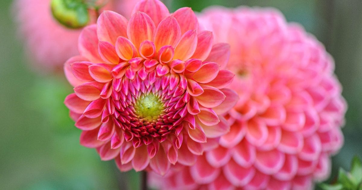 How to grow dahlias from seed Sow 'n Sow