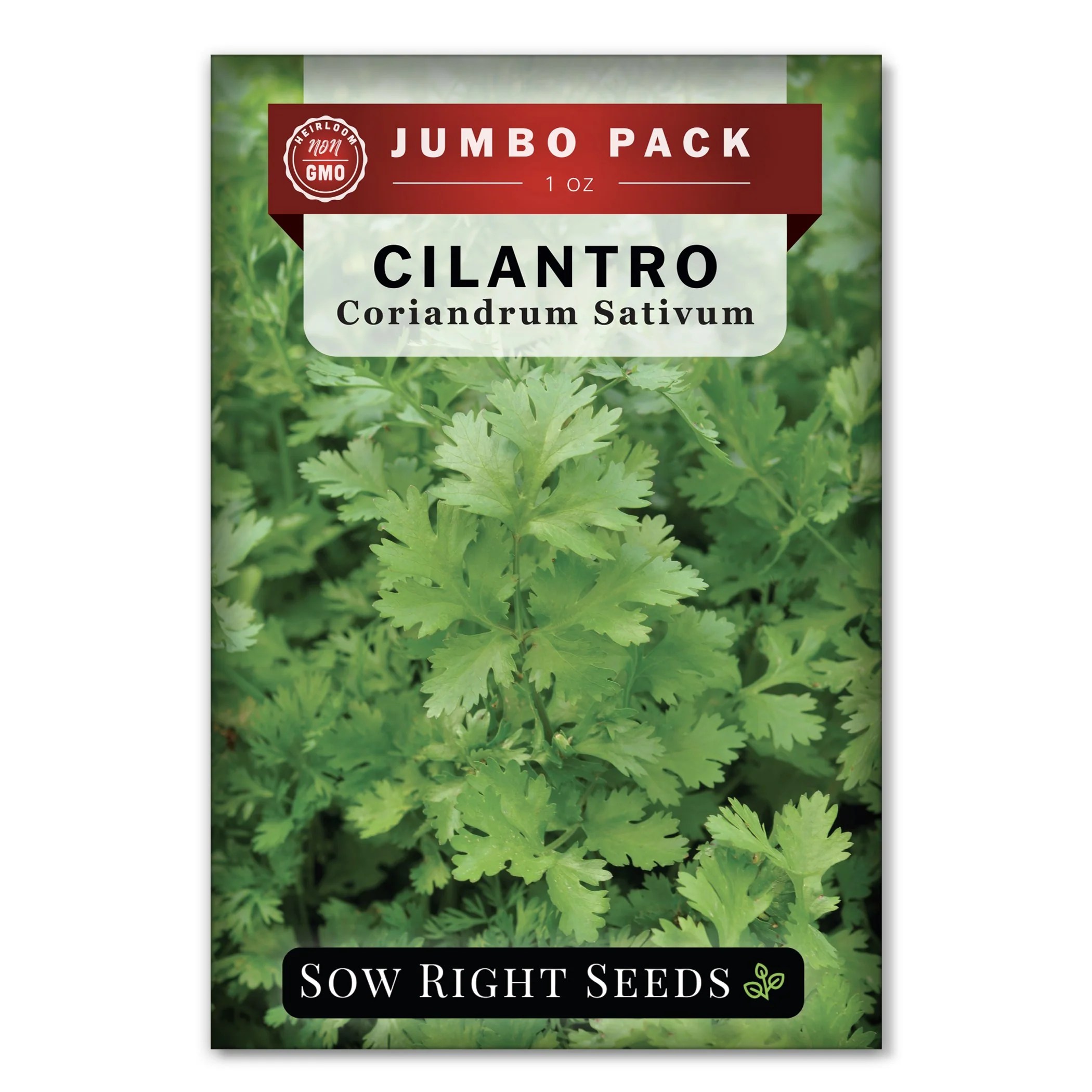 Bulk Cilantro Seeds Tasty Culinary Herb and Spice for Planting Sow