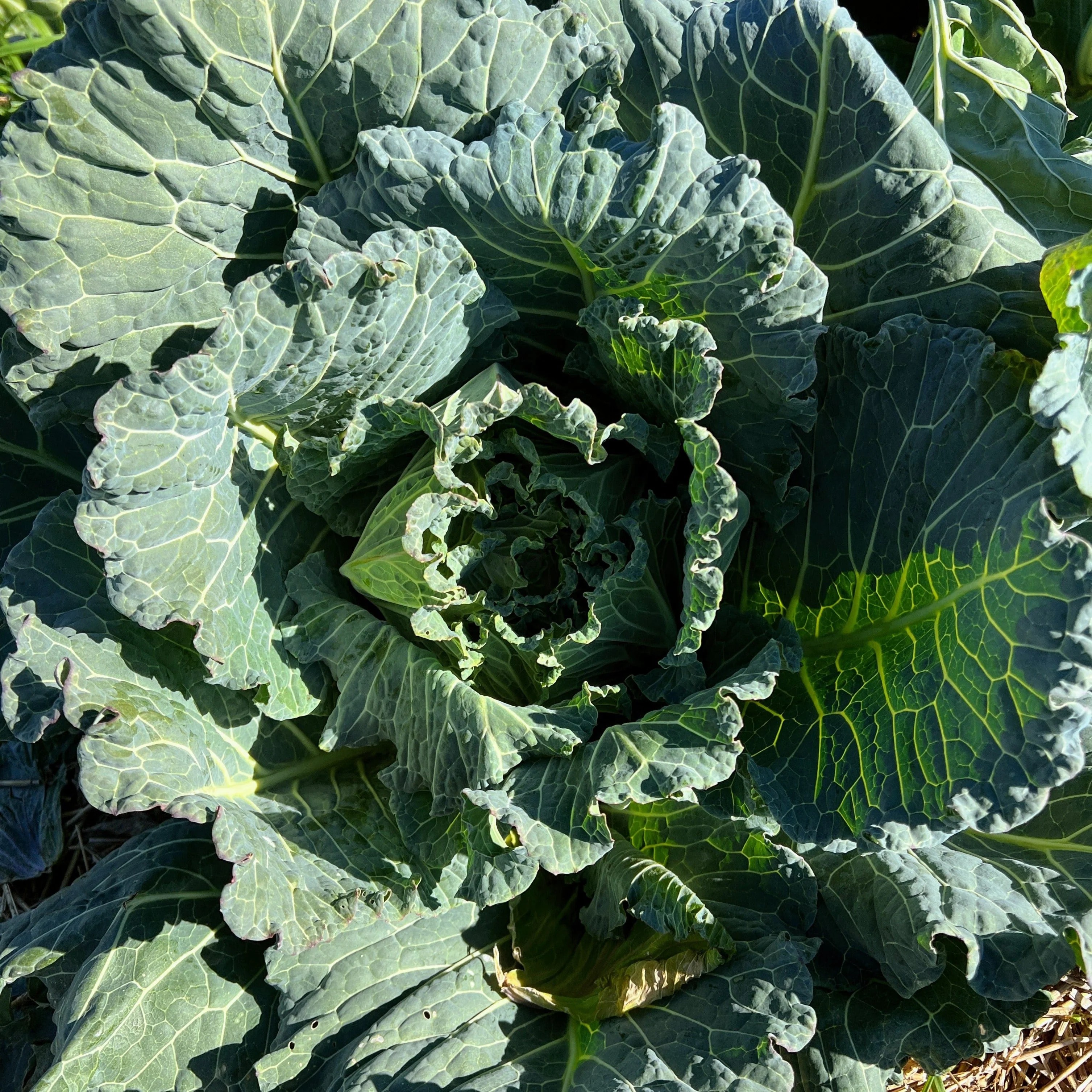 Collard Seeds White Cabbage Collards Sow True Seed