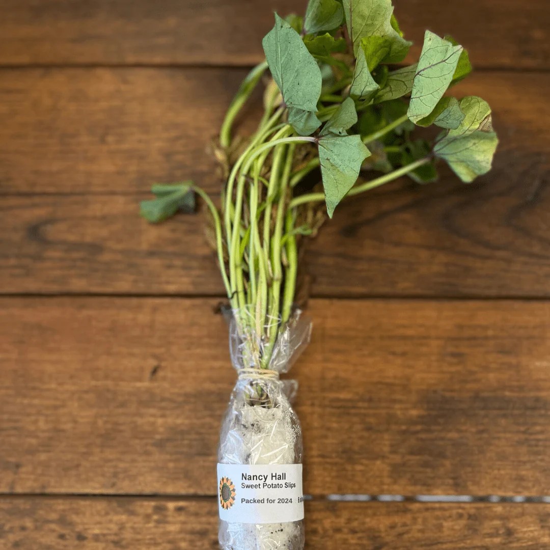 Nancy Hall Sweet Potatoes Sow True Seed