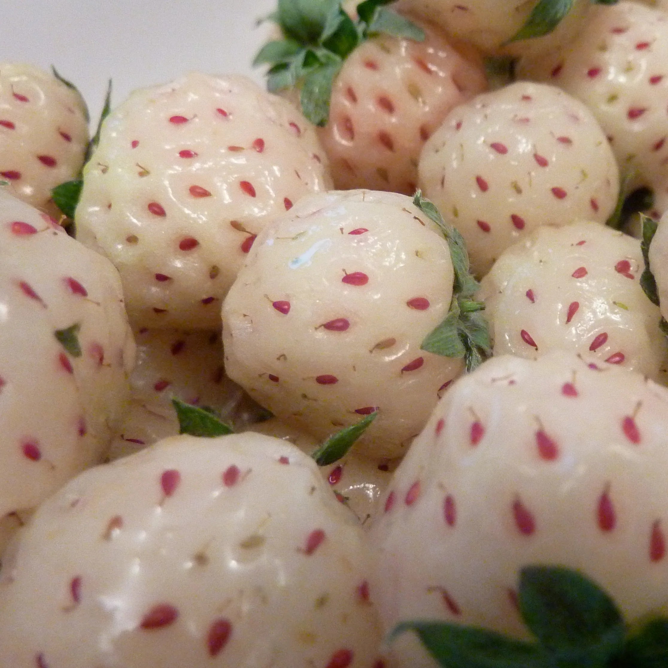 Carolina Pineberry (White Strawberry) Plants Sow True Seed