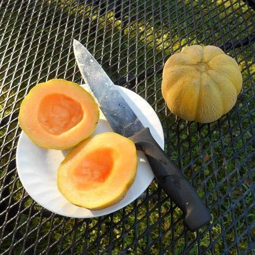 Melon Seeds Minnesota Midget Sow True Seed