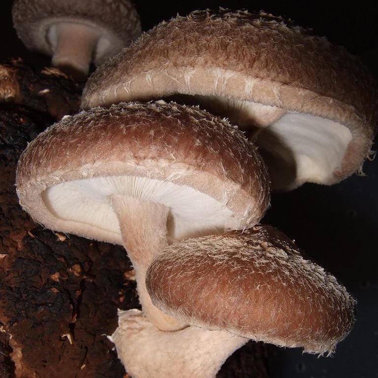 Shiitake Mushroom Plugs Sow True Seed