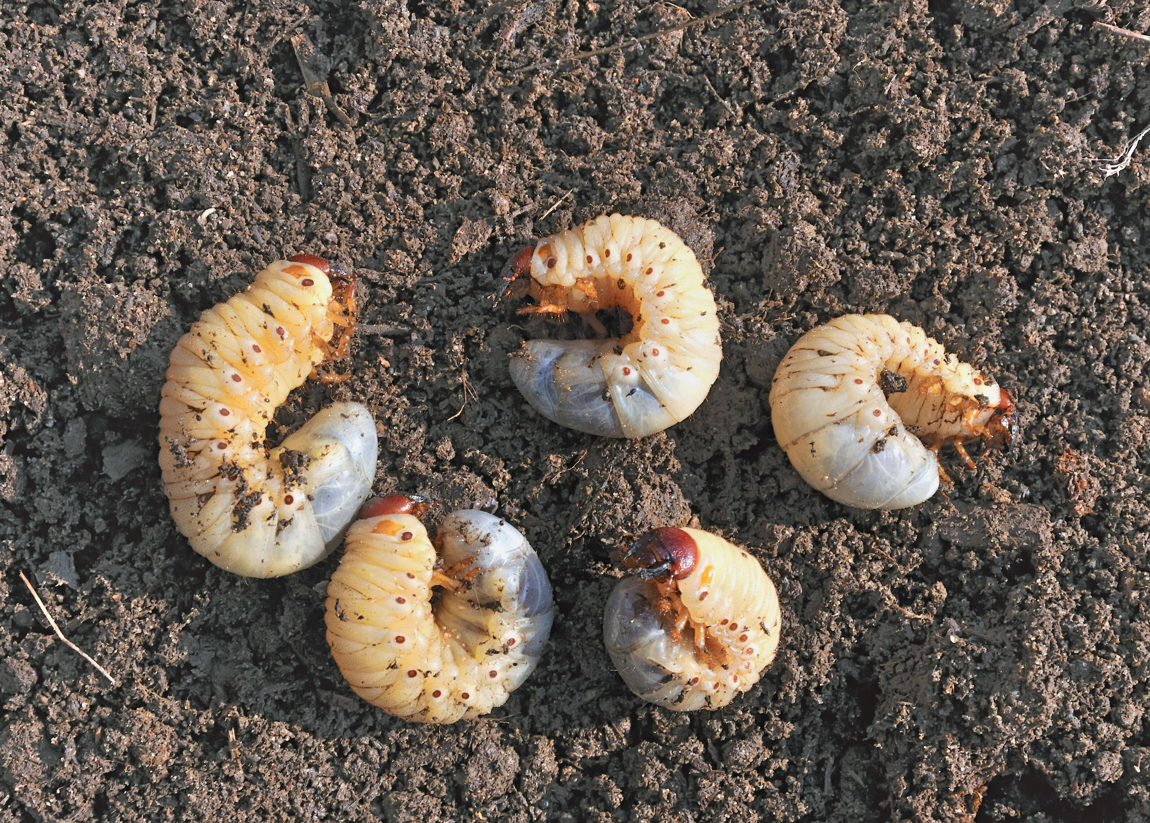 Nematodes Grubs Order Sales, Save 63 jlcatj.gob.mx