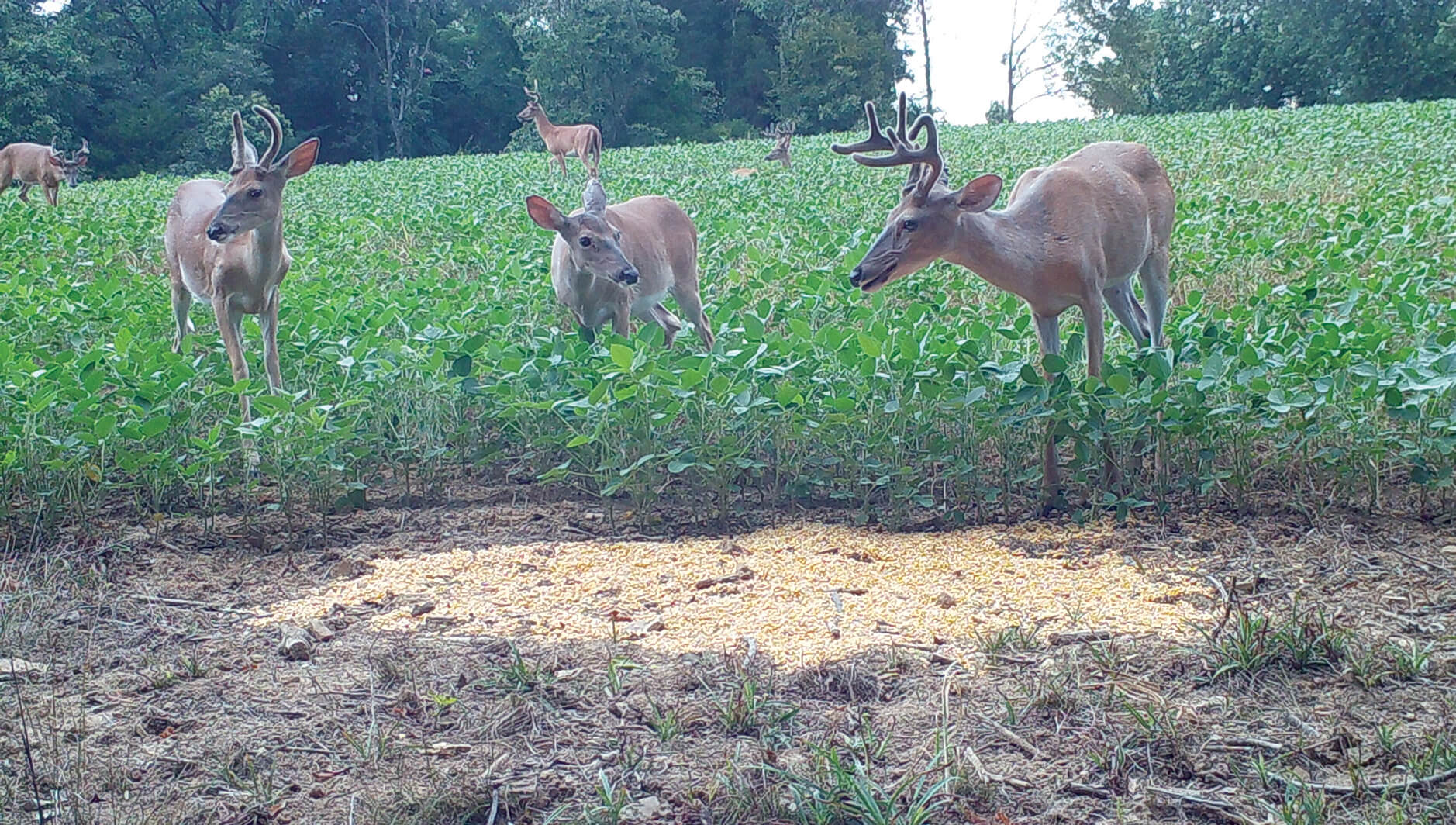 Deer damage in soybeans Research Highlight Soybean Research