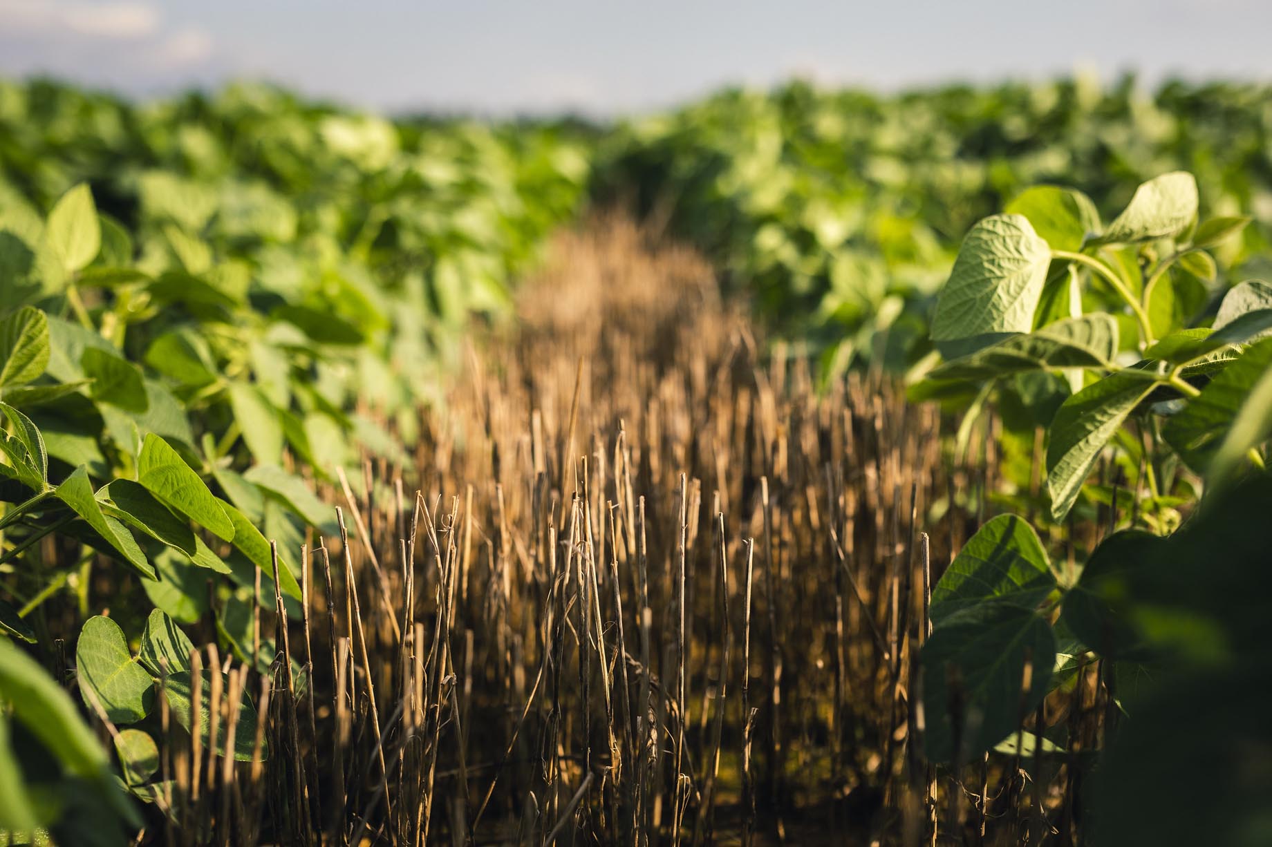 Improving Profitability in DoubleCrop Soybeans Through Management