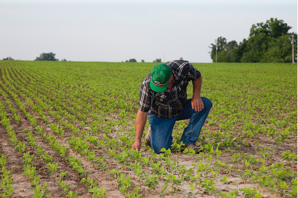 Evaluating Sulfur Synergies in Soybean Management Research Highlight