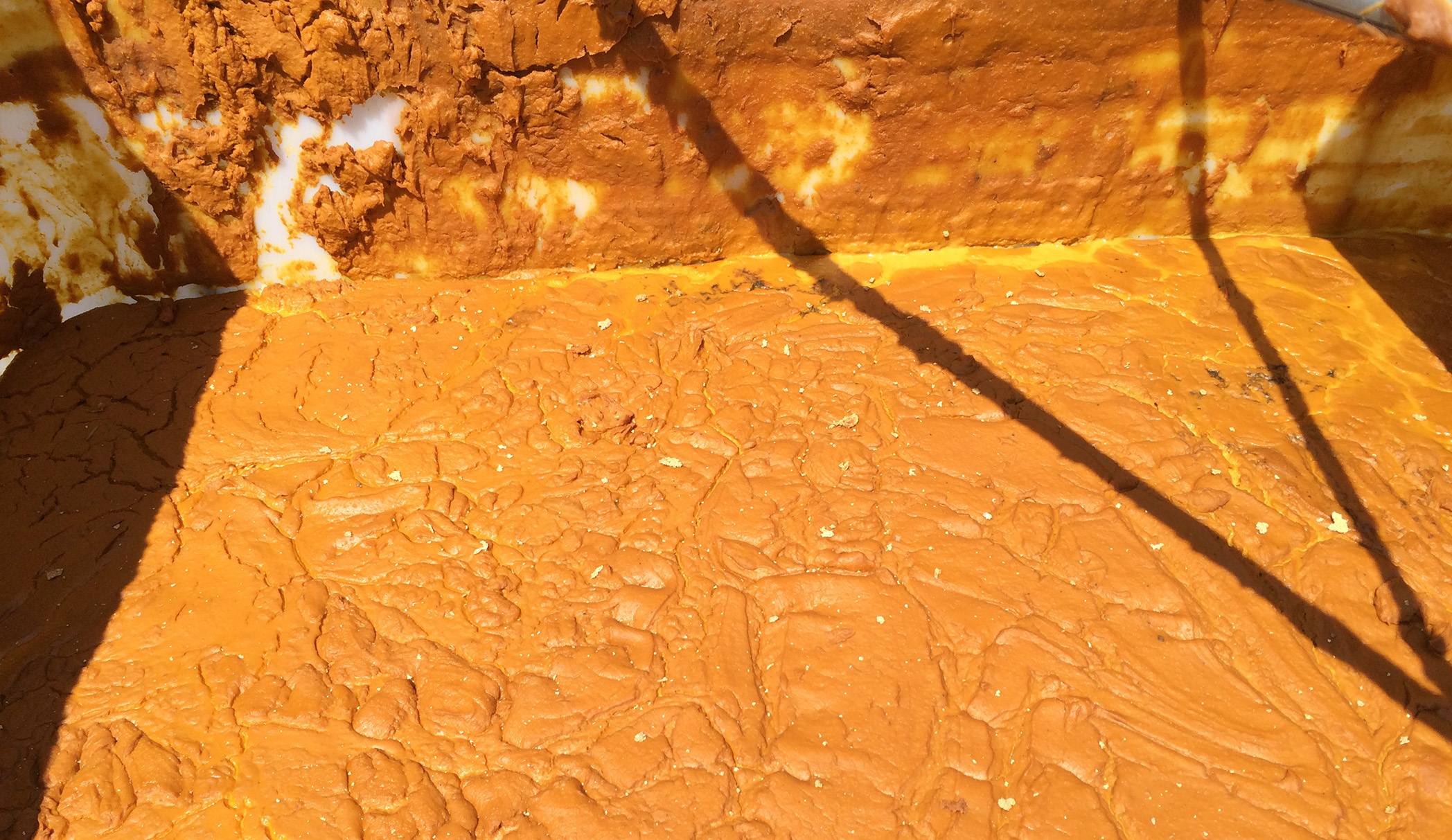 Wet Distillers Grain