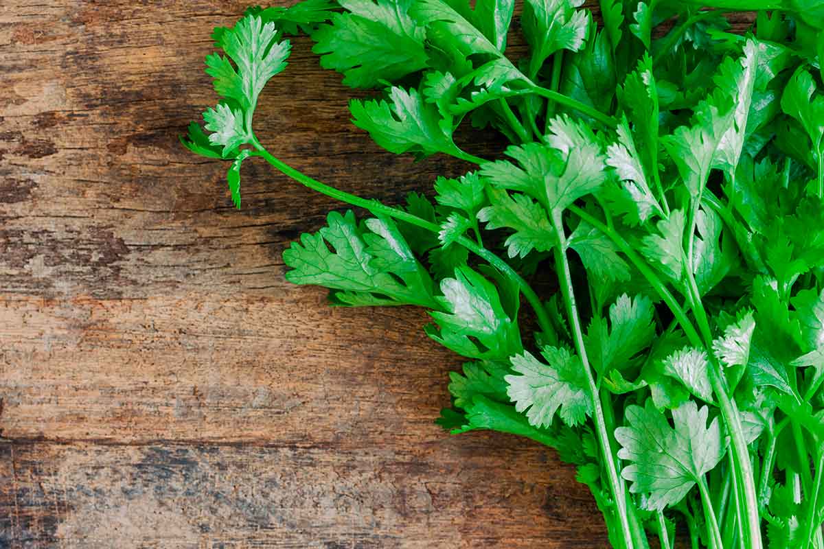 El cilantro propiedades y beneficios para la salud Soy como como