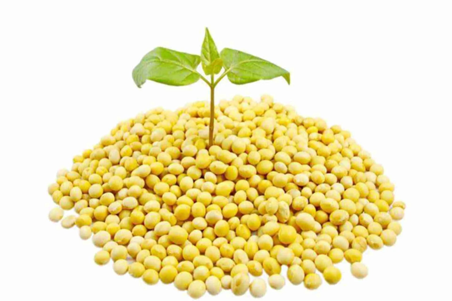 Advantages of Incorporating Textured Vegetable Protein in Food Products FP Group