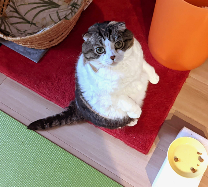 花粉の季節の始まりとともに。今週はギックリ腰になり、さくらさんは便秘になりました。