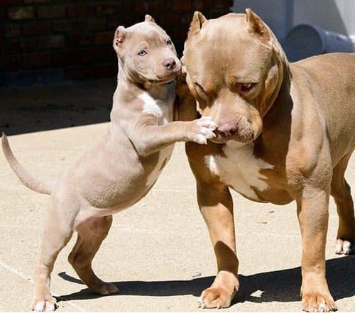 Temperamento De Los Perros Pitbull