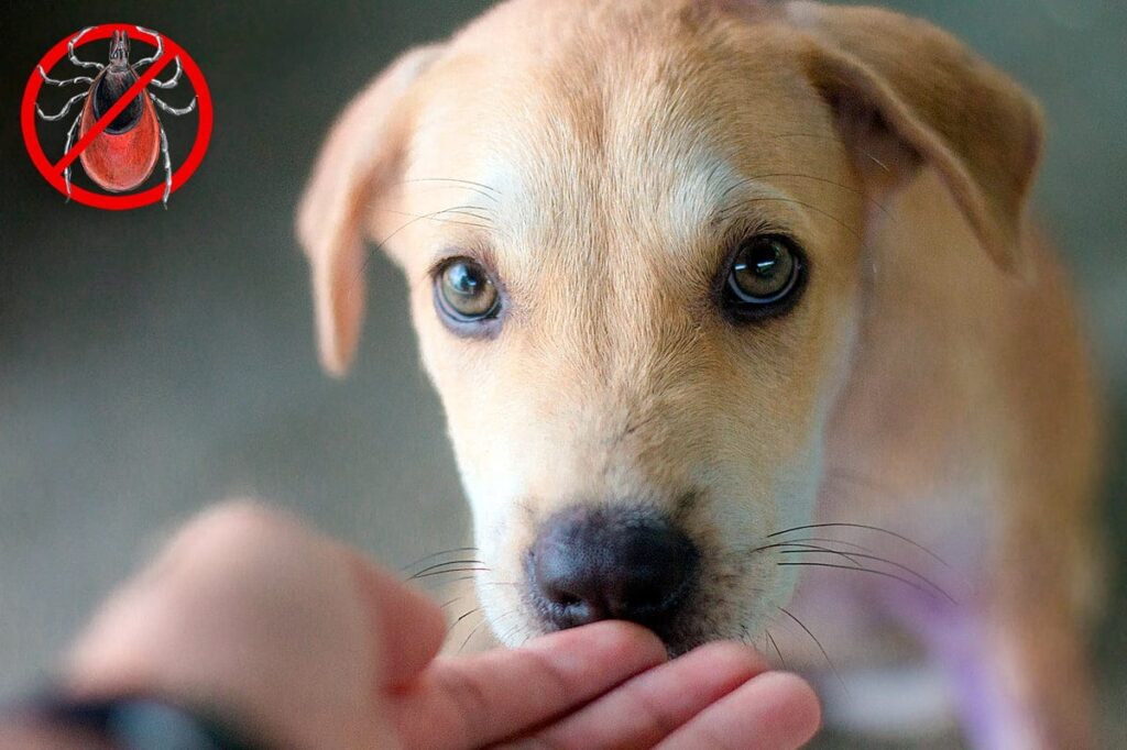 Eliminar Garrapatas en Perros con Remedios Naturales