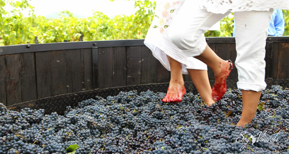 ¡Vamos a pisar uvas este 13, 14 y 15 de julio en la vendimia de