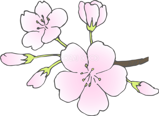 桜の白黒(モノクロ)イラスト |ソメイヨシノ （サクラ）| 花の塗り絵図鑑シリーズ | みんなのぬりえプラネット・塗り絵無料ダウンロード 桜の花(ソメイヨシノ)無料イラスト40467 | 素材Good