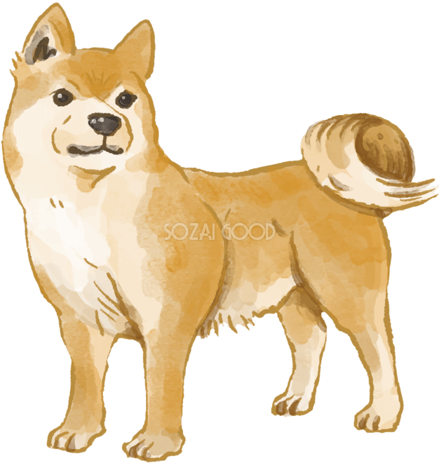 フリーイラスト] リアルな茶柴犬の子犬 - パブリックドメインQ：著作権フリー画像素材集 柴犬(立ち姿)犬のリアルかっこいい無料イラスト74681 | 素材Good