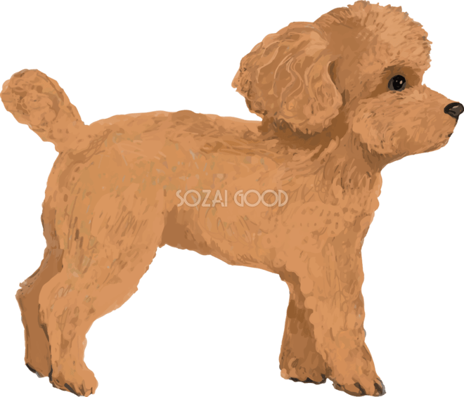 トイプードル イラスト素材 - Istock トイプードルの横向き リアル手書き風無料イラスト81930 | 素材Good