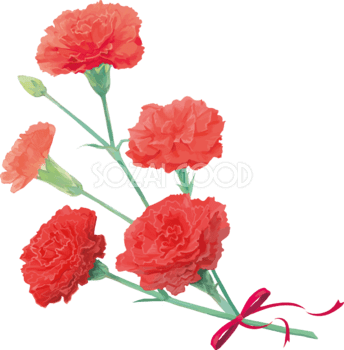 カーネーション(水彩イラスト) | 鈴木さんちの4コマ漫画 カーネーションイラスト 無料フリー | 素材Good