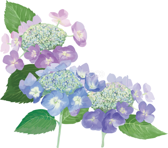Amazing 30+ あじさい イラスト 背景 with Pics