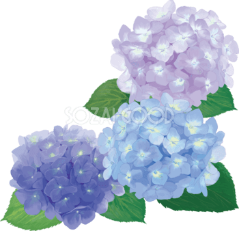 必見！あじさいの描き方 | 大阪 泉州発！水彩画 工作を楽しむ方法 紫陽花イラスト 無料フリー | 素材Good