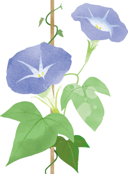 定番の花2-13-あさがお-花の素材-イラストポップ | 花のグラフィックデザイン, あさがお イラスト, 花 イラスト おしゃれでリアルな青色朝顔イラスト無料フリー84007 | 素材Good