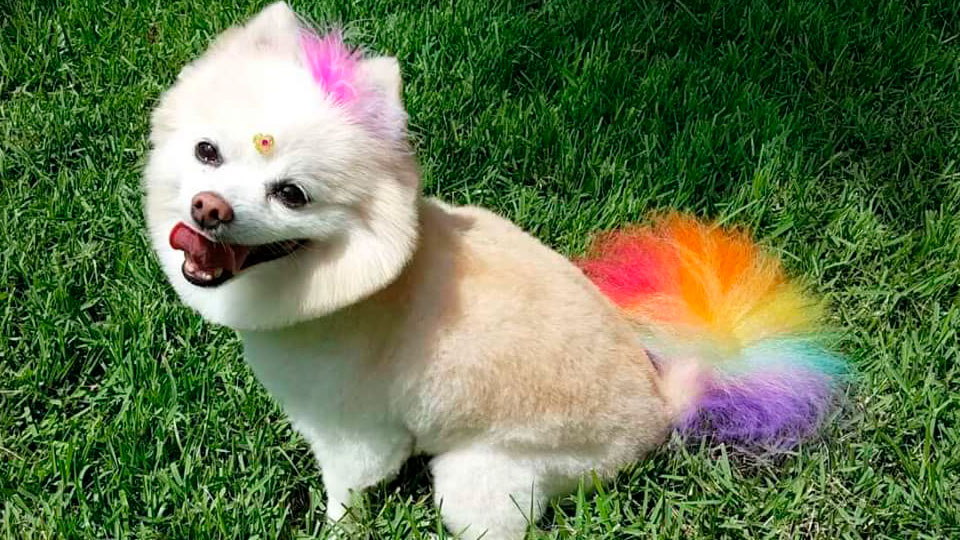 Plush Paws Orlando Pet Salon