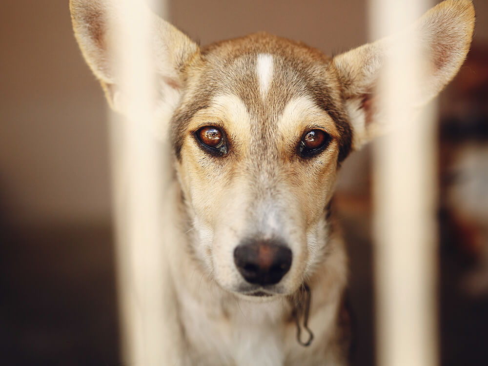 This Is How to Stop Your Dog Getting Dognapped