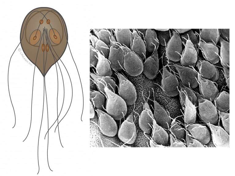 Giardia in Dogs Symptoms, Treatments, Prevention UK Pets