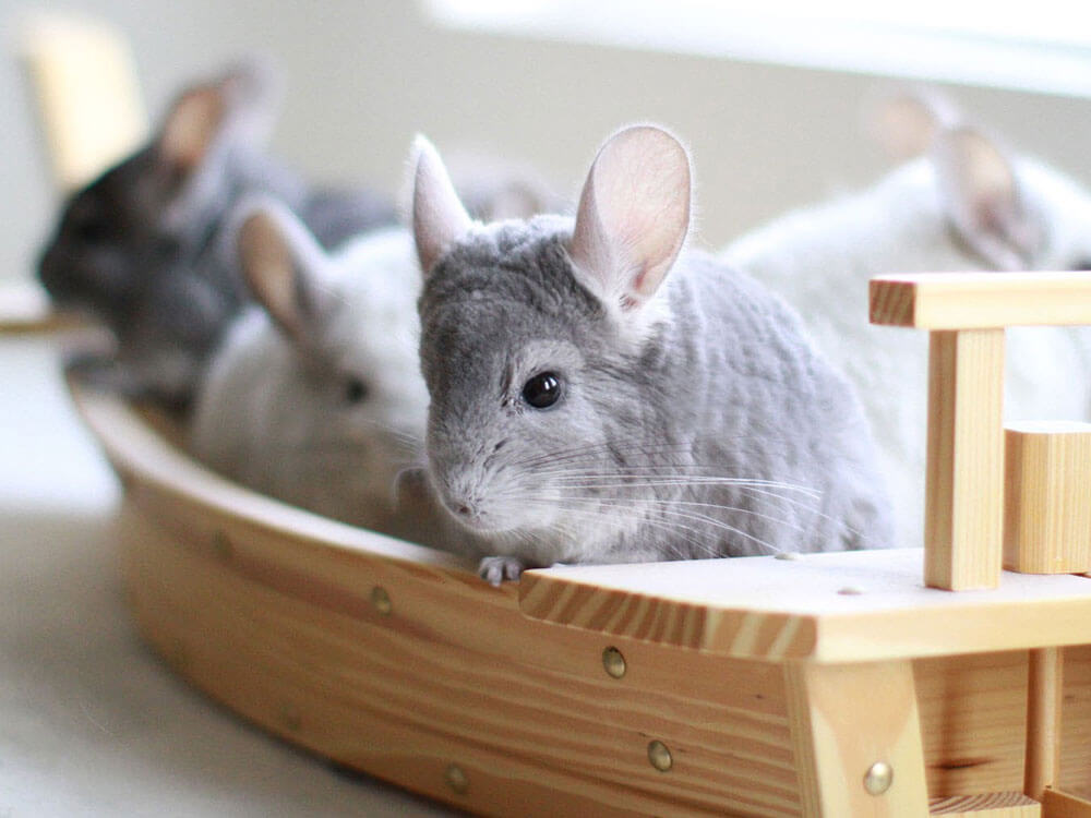 Everything You Need To Know About Hedgehogs as Pets UK Pets