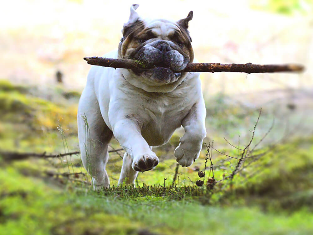 Do Old Tyme Bulldogs Make Good Family Pets? UK Pets