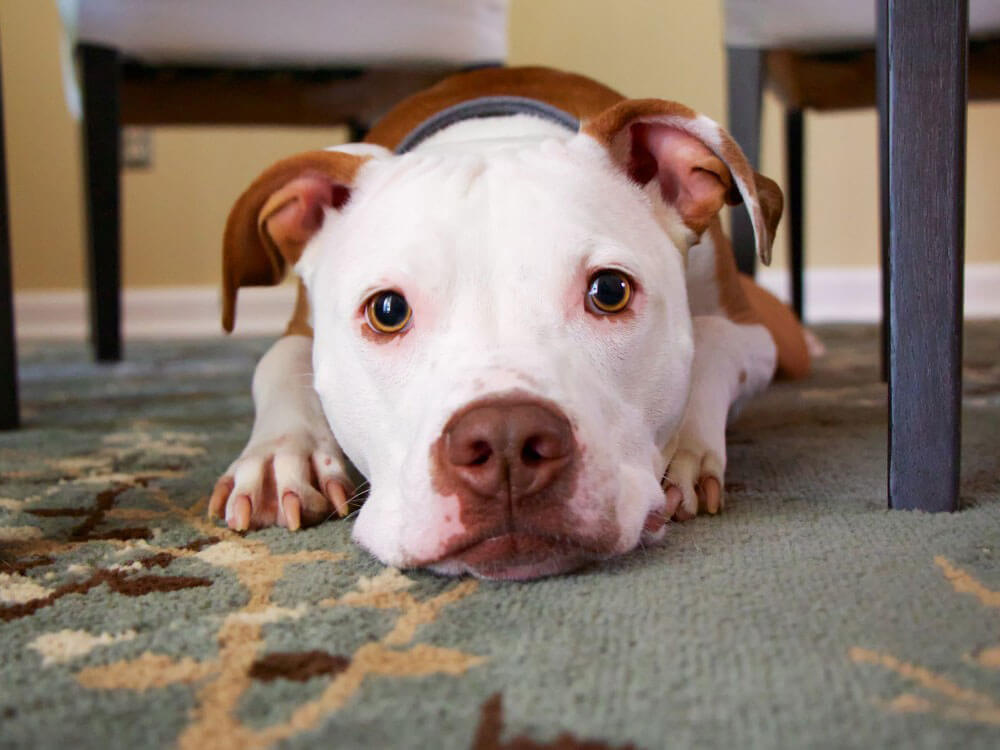 Do Old Tyme Bulldogs Make Good Family Pets? UK Pets