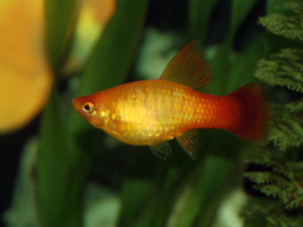 7 Best Tropical Fish for Beginners UK Pets