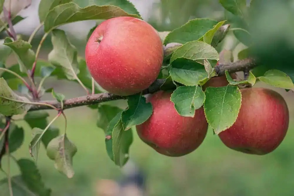 13 Best Fruit Trees That Grow In North Carolina [NC Guide] Fruit Moose