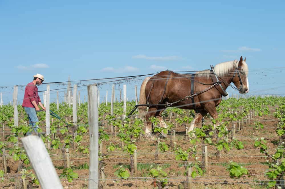 The Best French Horse Names For Mares and Stallions Home In The Pastures