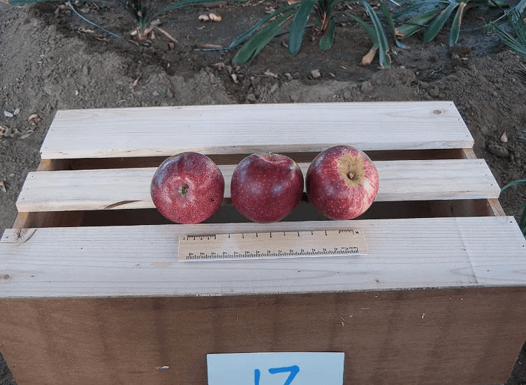 Why Are Mcintosh Apples Hard to Find and So Exclusive? Fruits Gardener