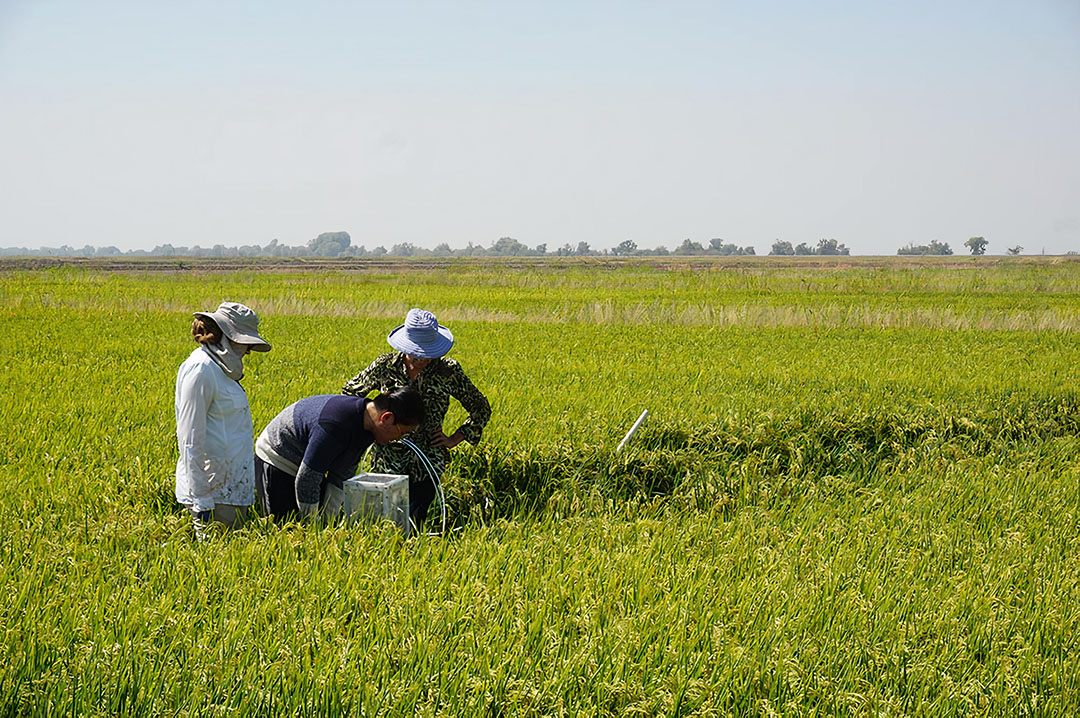 Technologies for soil carbon sequestration that also remove greenhouse