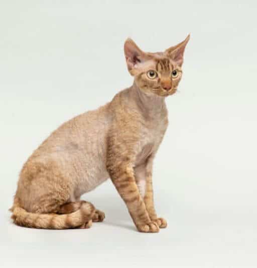 Discover the Wonder of the CurlyCoated Rex Cat Breeds