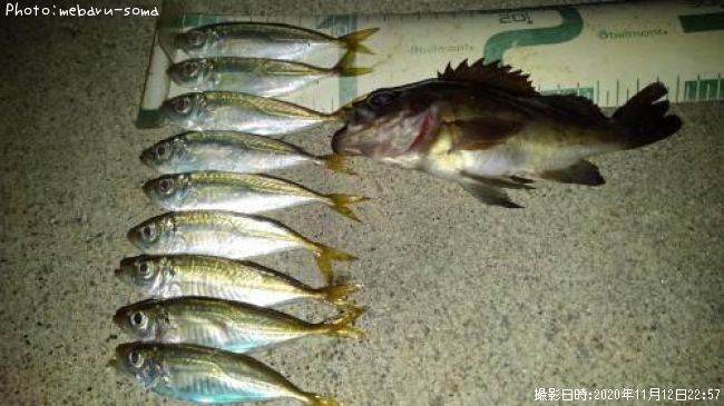 【アジ12cm】釣果情報宮城県堤防(東北地方)[2020年11月12日22時] mebarusoma