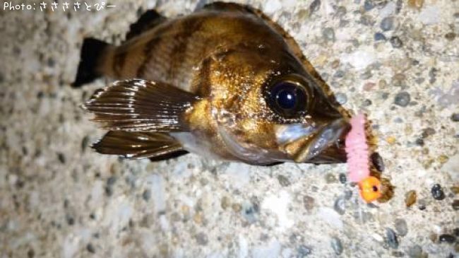 【アジ＆メバル17cm】釣果情報千葉県袖ヶ浦ホーム(関東地方)[2021年5月12日20時] ささささとぴー