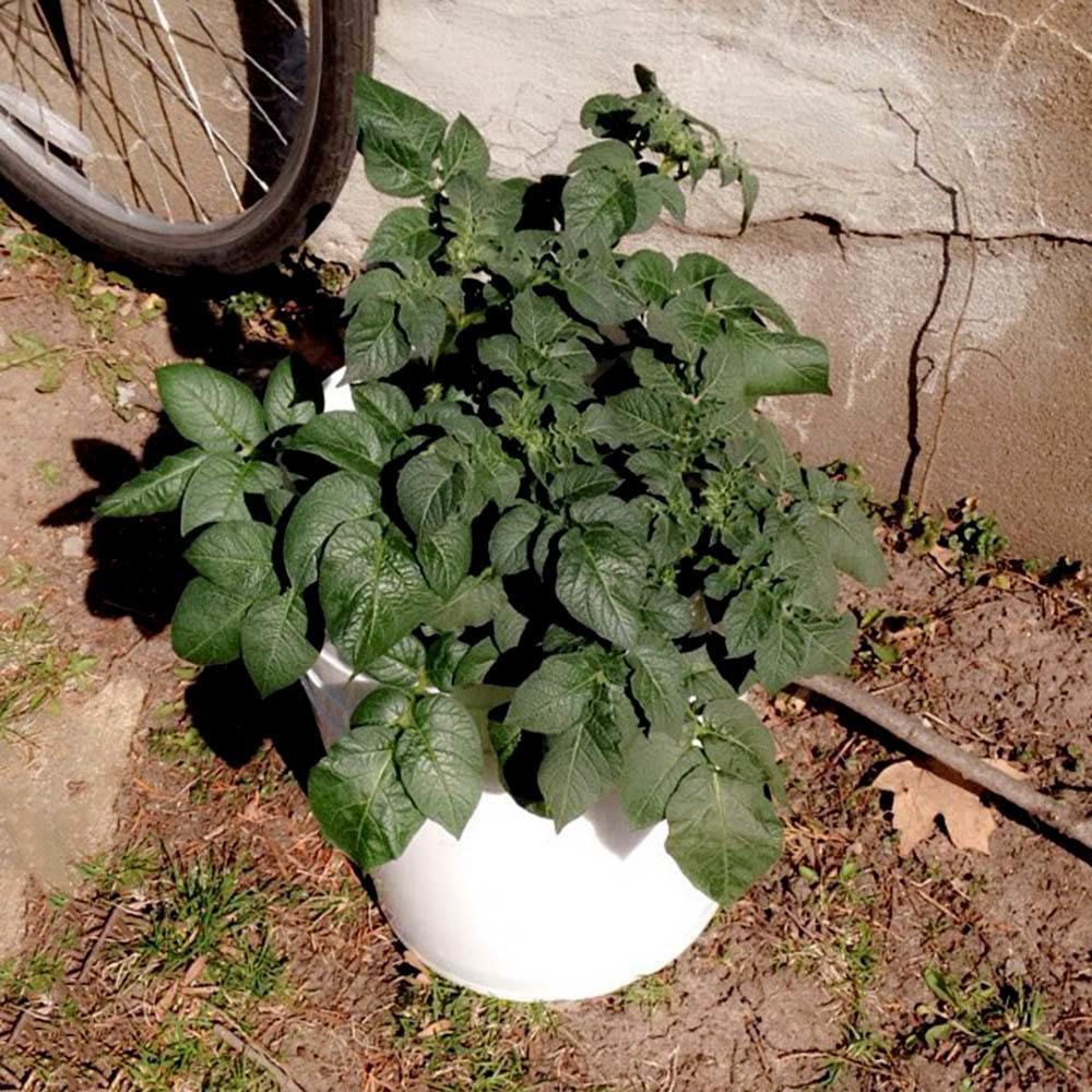 Plant Species Space Buckets DIY Indoor Gardening