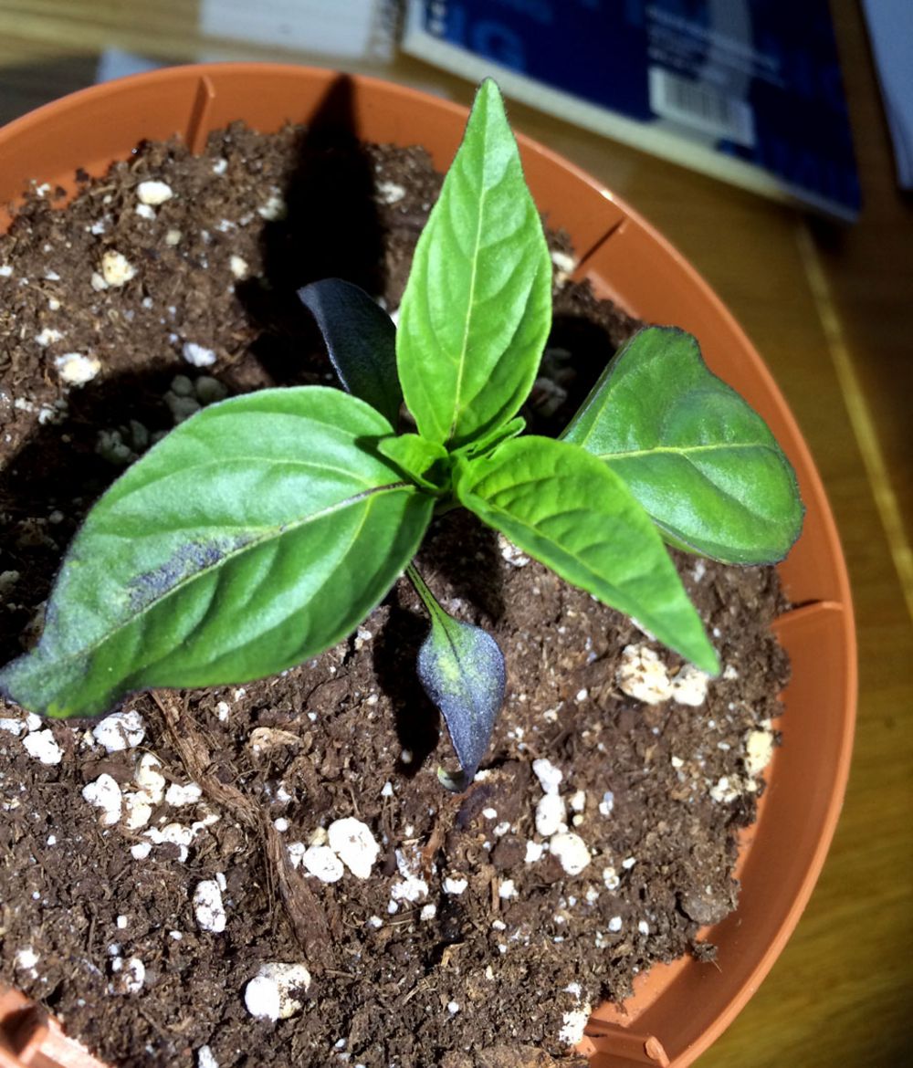 OSCILATOR'S PEPPERS Space Buckets DIY Indoor Gardening